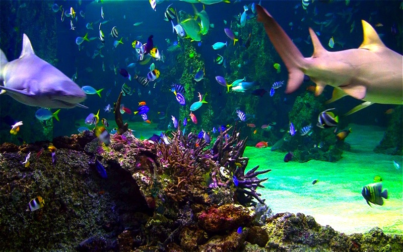 download serenescreen marine aquarium 3